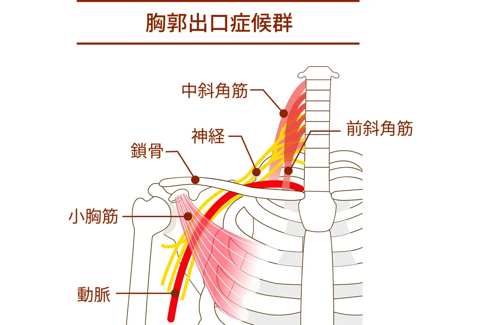 胸郭出口症候群（きょうかくでぐちしょうこうぐん）, 整体, 手のしびれ, 猫背矯正, 巻き肩矯正, 冷え, むくみ, 温熱ドーム, みたか西久保整体院, 武蔵野市, 根本改善